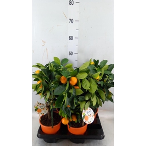 Citrofortunella mic.