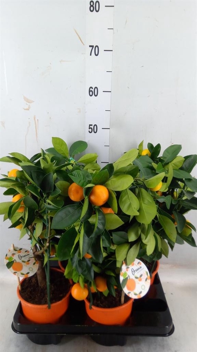 <h4>Citrofortunella mic.</h4>