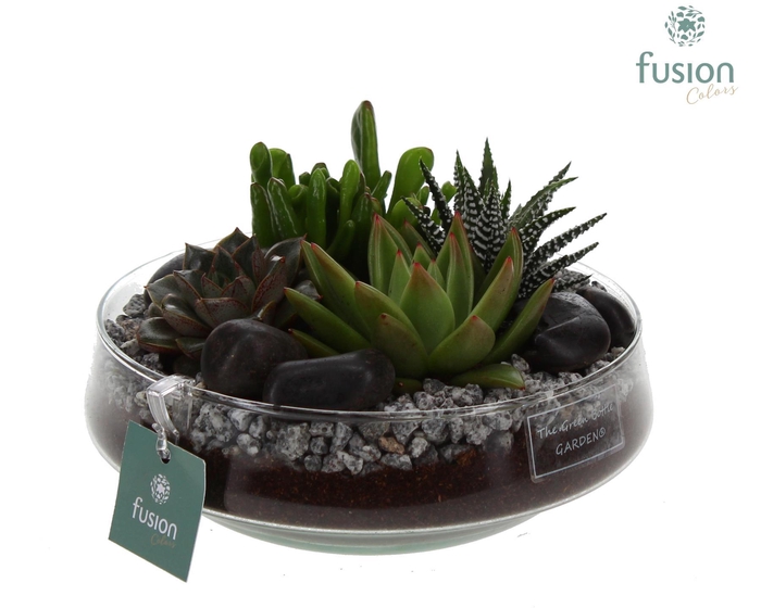 <h4>Green Bottle Iris Medium met Succulenten mix</h4>