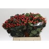 Hypericum True Romance