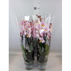 Phalaenopsis multi. 'Ant San Jose'