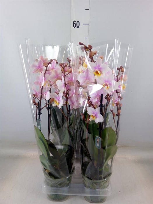 <h4>Phalaenopsis multi. 'Ant San Jose'</h4>