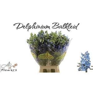 Delph En Ballkleid 80cm