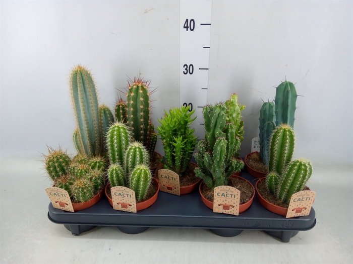 <h4>Cactus   ...mix</h4>