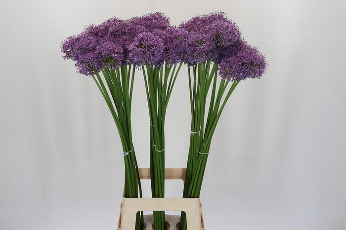 Allium Gladiator