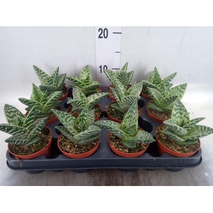 Aloe variegata