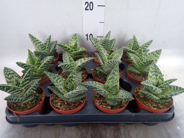 <h4>Aloe variegata</h4>