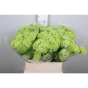 Viburnum Roseum St 2+