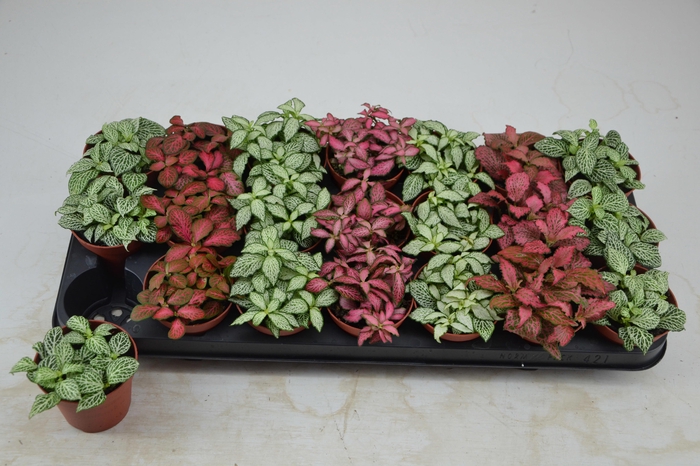 <h4>FITT GEM 7 KL</h4>