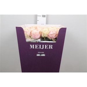 R Gr Sweet Avalanch+