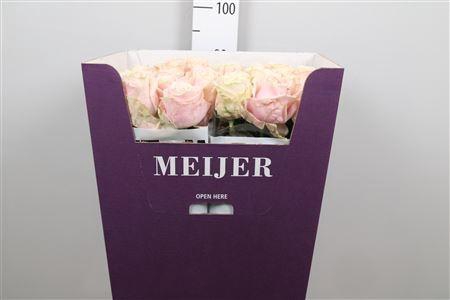 <h4>R Gr Sweet Avalanch+</h4>