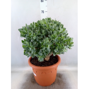 Crassula arborescens 'Curly'