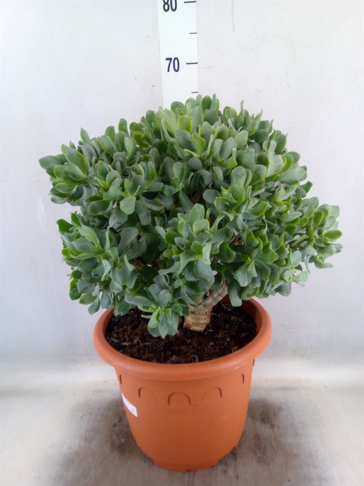 <h4>Crassula arborescens 'Curly'</h4>
