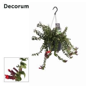 Aeschynanthus 'Swing'