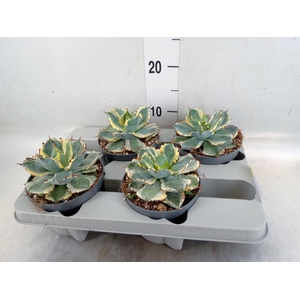 Agave potatorum