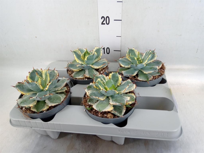 <h4>Agave potatorum</h4>