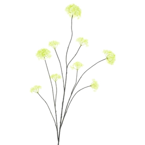 Viburnum opulus 'Roseum' branch 126