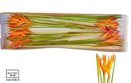 <h4>Helic Tropic Exotic</h4>