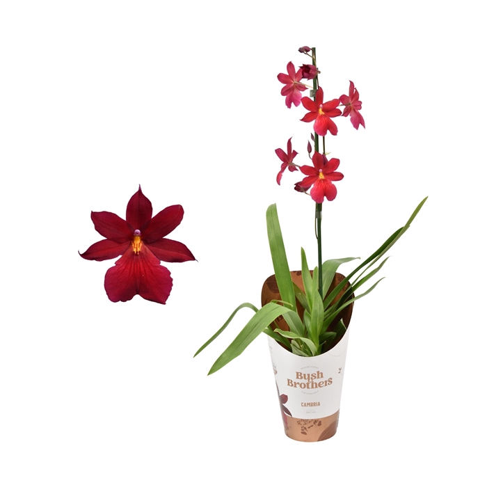 <h4>Cambria 'Nelly Isler' Red Velvet 1 tak 12 cm</h4>