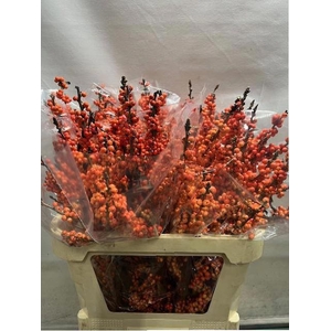 ILEX VE WINTER GOLD