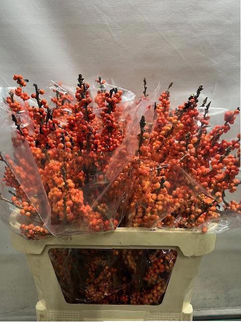 <h4>ILEX VE WINTER GOLD</h4>