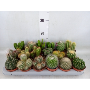 Cactus   ...mix
