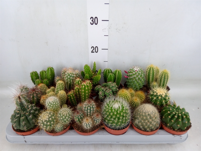 <h4>Cactus   ...mix</h4>