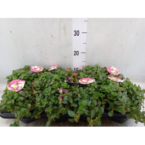 Portulaca   ...mix in pot