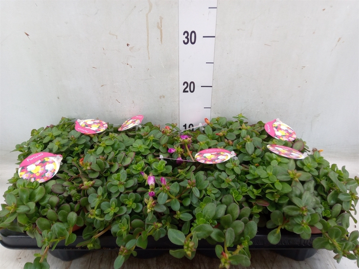 <h4>Portulaca   ...mix in pot</h4>