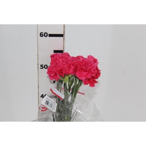 CRAVO BIZET 060 CM PINK