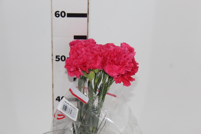 <h4>CRAVO BIZET 060 CM PINK</h4>