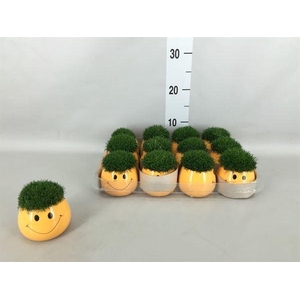 SAGINA SUBULATA SMILEY POT