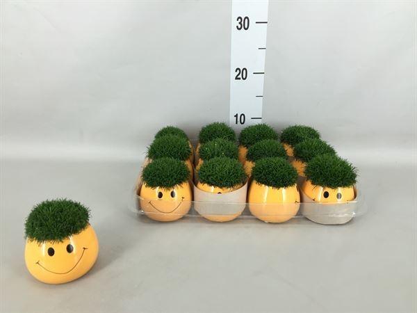 <h4>SAGINA SUBULATA SMILEY POT</h4>