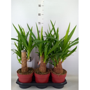 Yucca elephantipes   ...