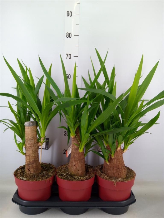 <h4>Yucca elephantipes   ...</h4>