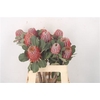 Banksia Coccinea