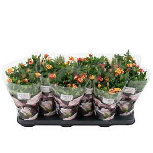Nolina Roses Ø 10,5 cm. Liss