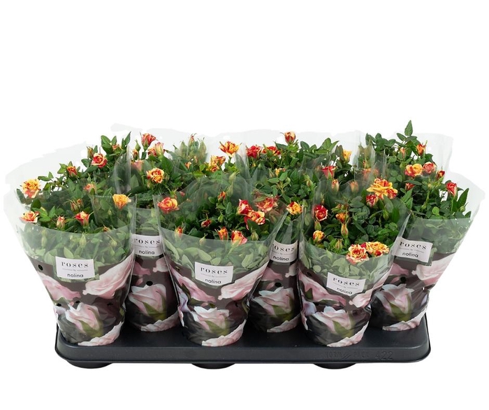 <h4>Nolina Roses Ø 10,5 cm. Liss</h4>