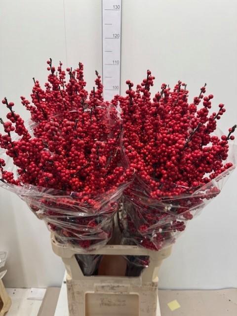 <h4>ILEX VE RODE BES</h4>