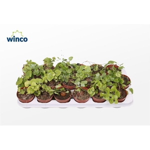 Dioscorea Elephantipes