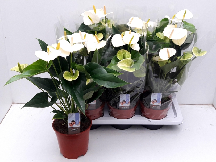 <h4>ANTHU FL PRISTINO</h4>