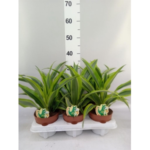 Dracaena fr de 'LemonLime'