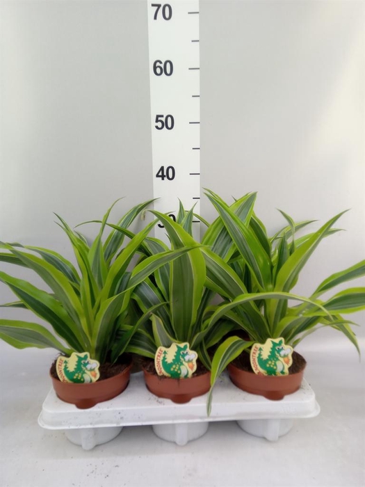 <h4>Dracaena fr de 'LemonLime'</h4>