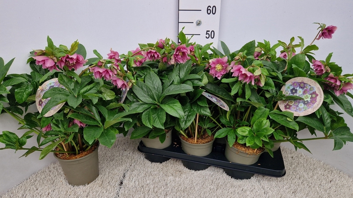 <h4>HELL ORIENTALIS</h4>