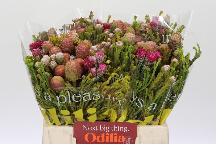 <h4>Kaaps Groen Cone Mix Bos</h4>