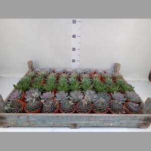 Echeveria   ...