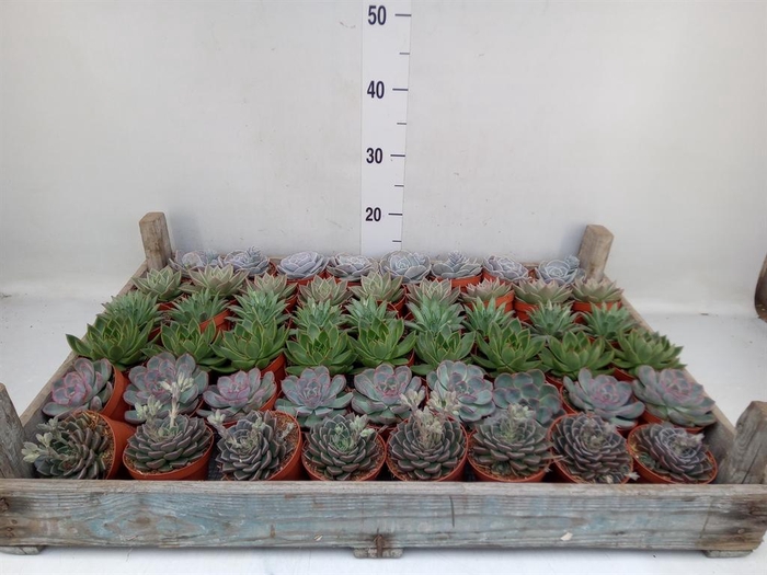 <h4>Echeveria   ...</h4>