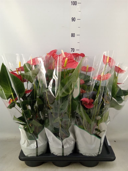 <h4>Anthurium andr. 'Madural'</h4>