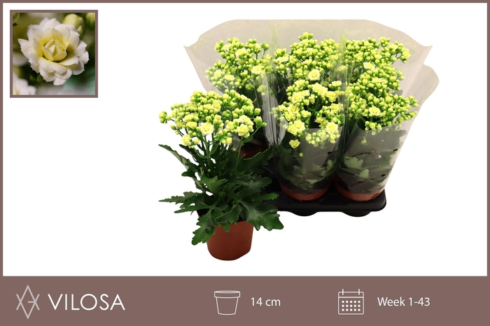 <h4>KAL GE SUNNY WHITE</h4>