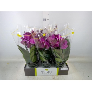 Phalaenopsis   ...lilac